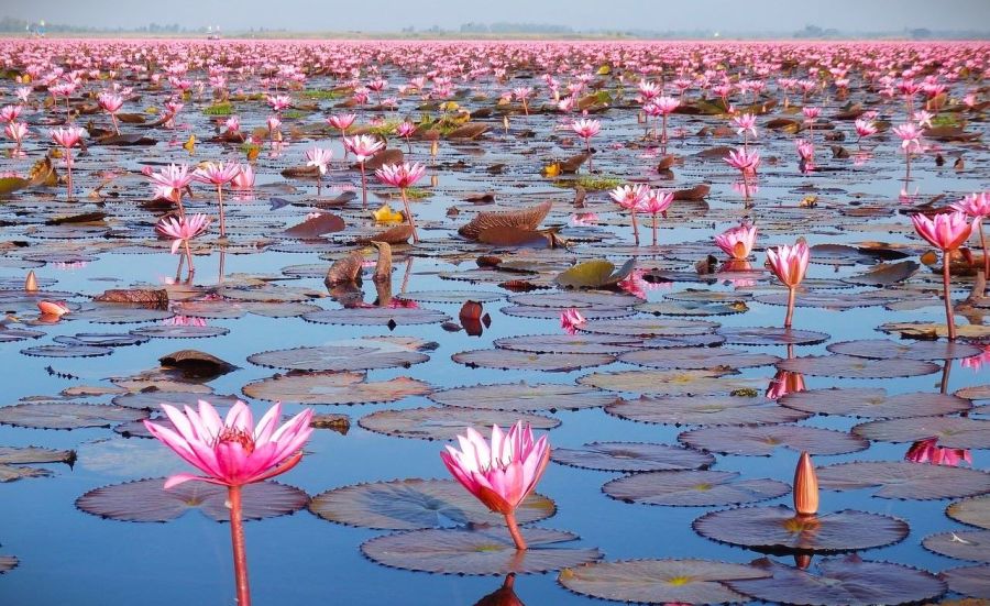 red-lotus-sea-beautiful-nature-Udon-Thani-Thailand